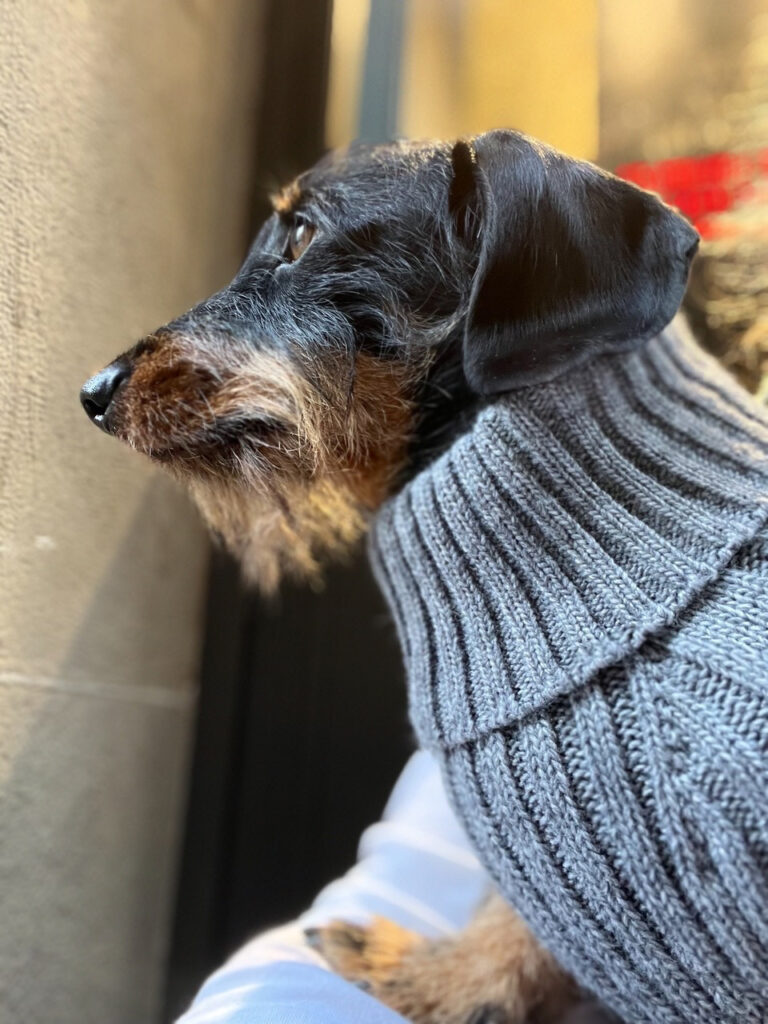 Steve the miniature dachshund wearing a swanky grey turtleneck sweater.
